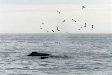 The Spiritual Connection between Whales and Magic in Coastal Cliffs